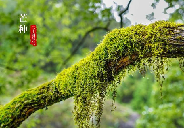 棉；芒种在尾热死老牛”今年哪？不朽情缘手机版“芒种在头六月穿(图5)